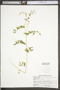 Vicia villosa subsp. varia image