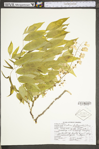 Wisteria frutescens image