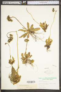 Hieracium aurantiacum image