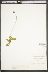 Hieracium aurantiacum image