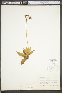 Hieracium aurantiacum image