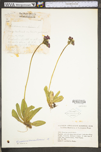 Hieracium aurantiacum image