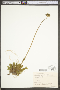 Hieracium caespitosum image