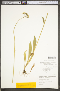 Hieracium caespitosum image