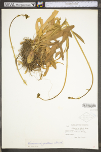 Hieracium caespitosum image