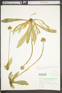 Hieracium caespitosum image