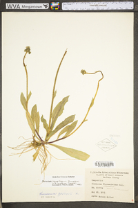 Hieracium caespitosum image