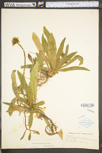 Hieracium caespitosum image