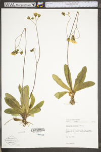 Hieracium caespitosum image