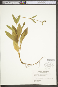 Helianthus occidentalis subsp. occidentalis image