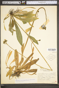 Hieracium caespitosum image