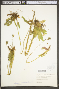 Hieracium caespitosum image