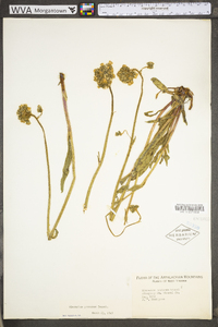 Hieracium caespitosum image