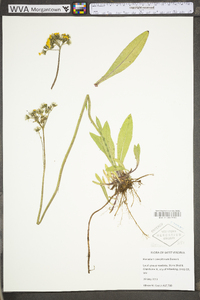 Hieracium caespitosum image