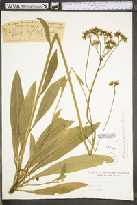 Hieracium caespitosum image