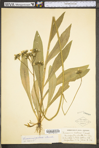 Hieracium caespitosum image