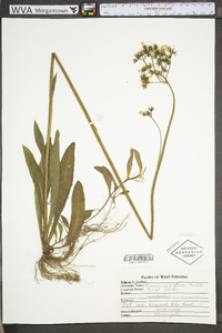 Hieracium caespitosum image