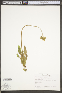 Hieracium caespitosum image