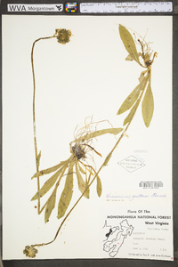 Hieracium caespitosum image