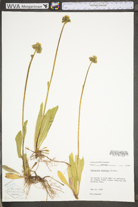 Hieracium caespitosum image