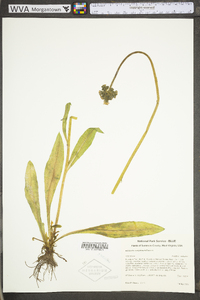 Hieracium caespitosum image