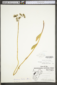 Hieracium caespitosum image