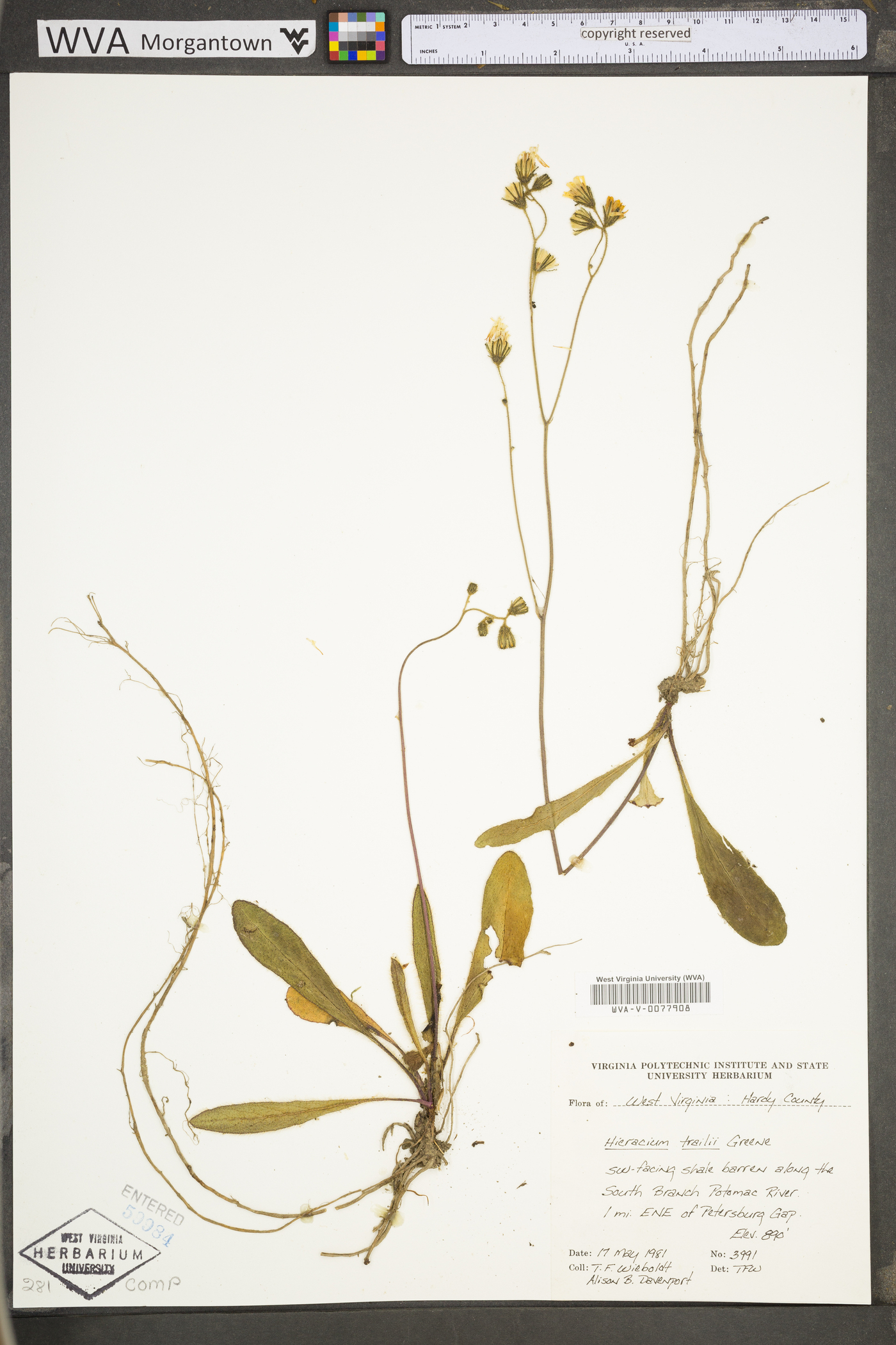 Hieracium greenii image