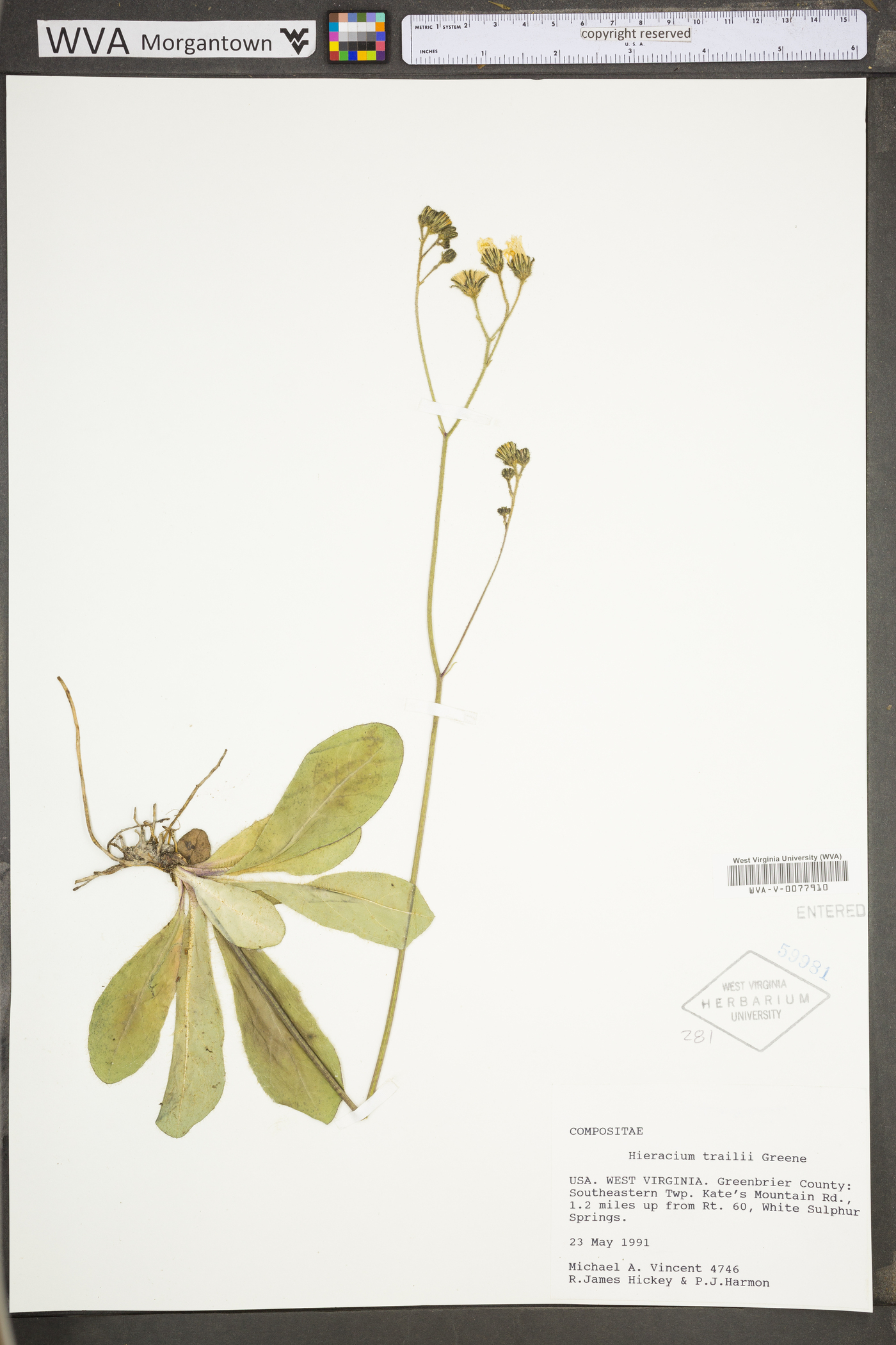 Hieracium greenii image