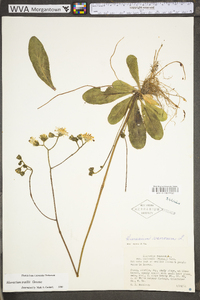 Hieracium venosum image