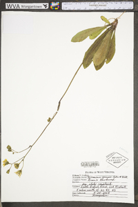Hieracium greenii image