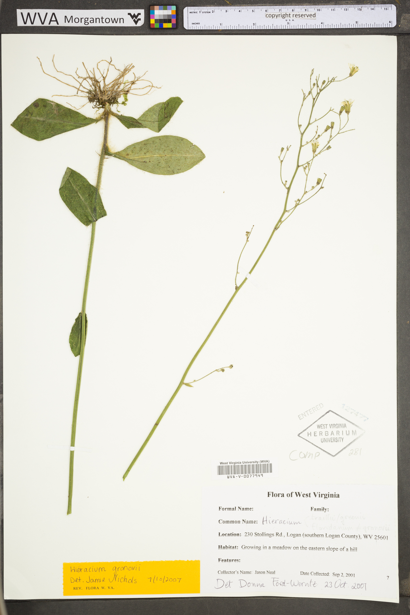 Hieracium greenii image