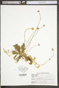 Hieracium pilosella var. pilosella image