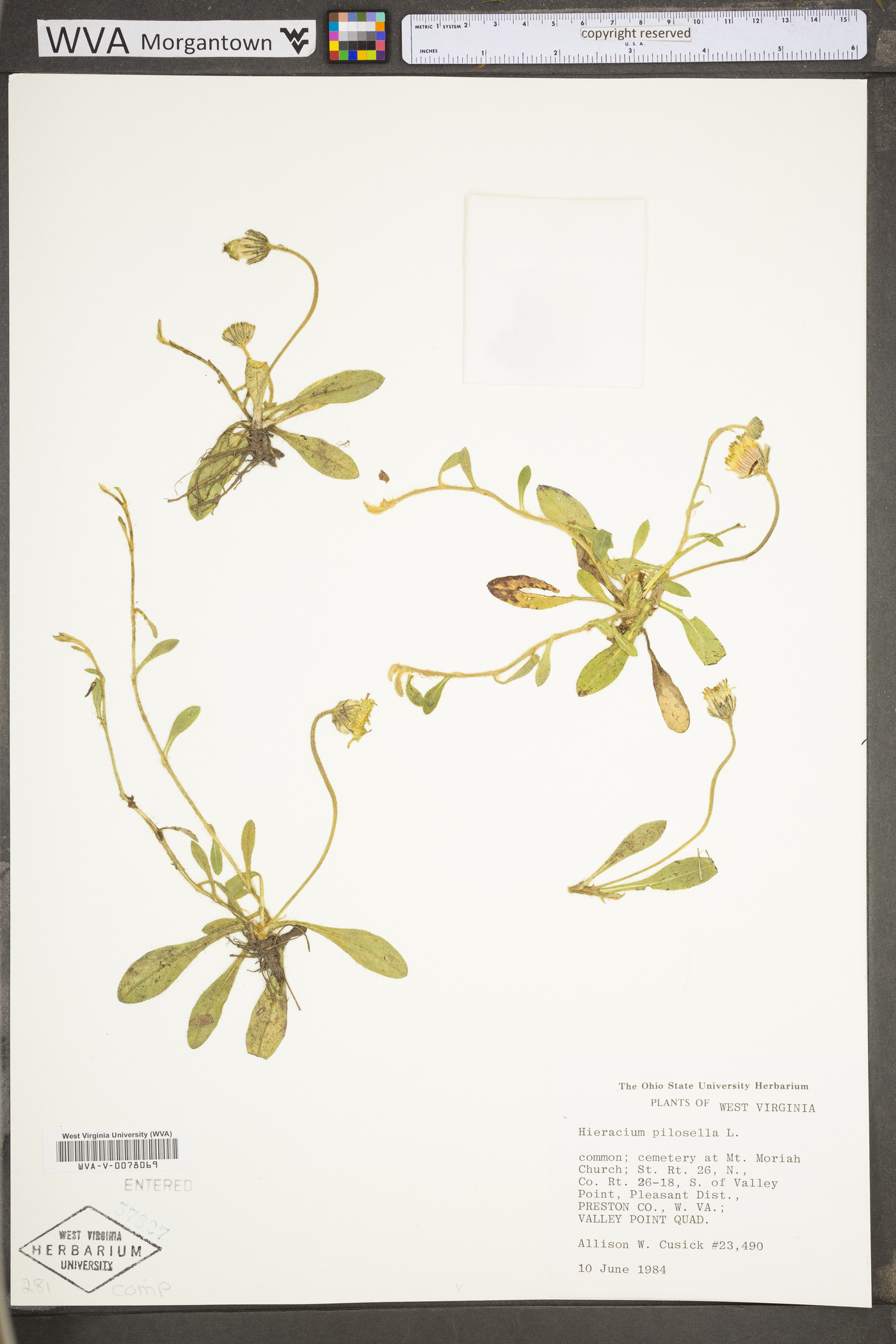 Hieracium pilosella var. pilosella image