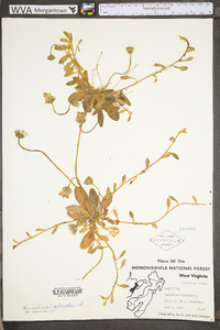 Hieracium pilosella image
