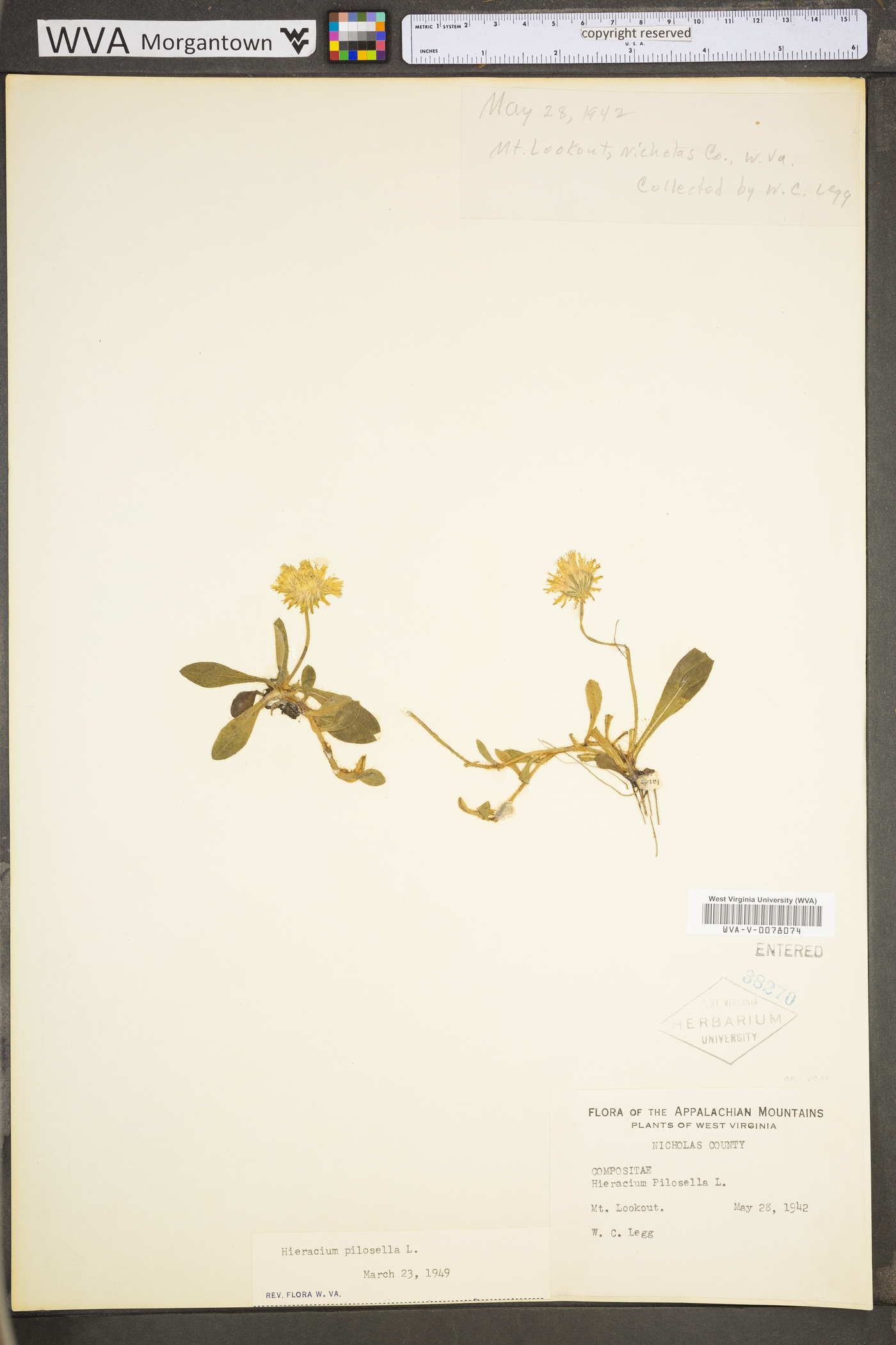 Hieracium pilosella var. pilosella image