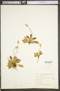 Hieracium pilosella var. pilosella image