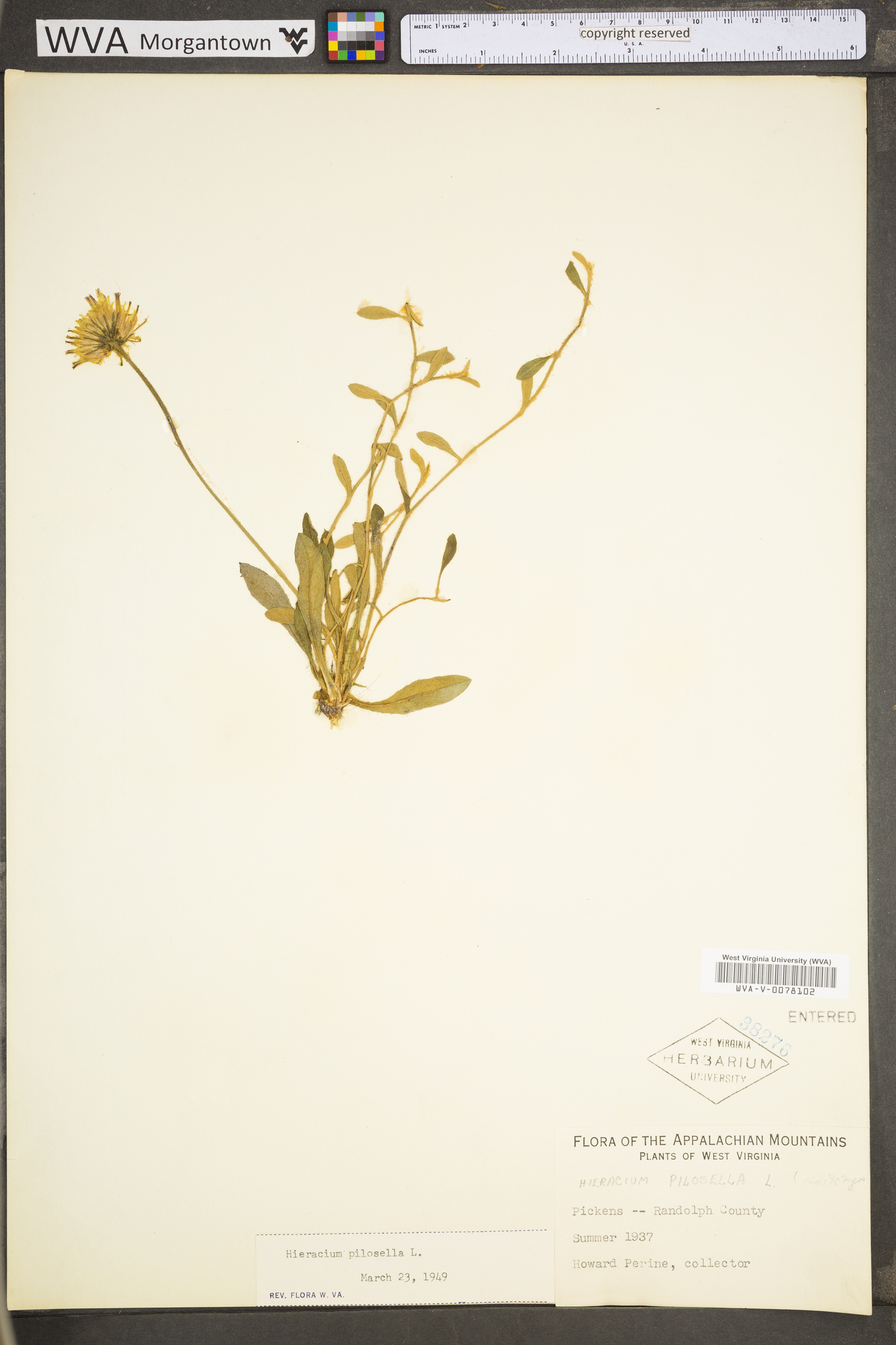 Hieracium pilosella var. pilosella image