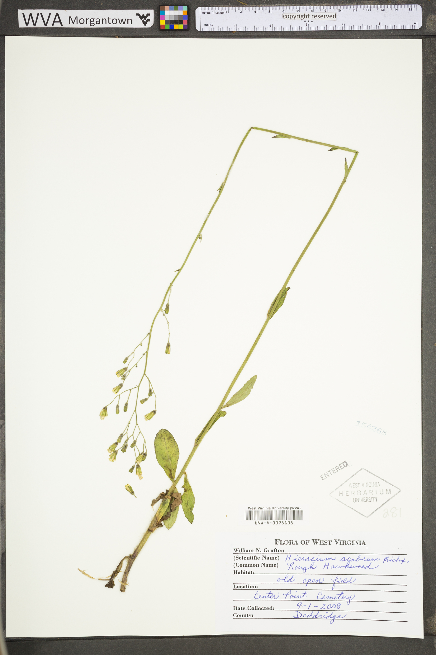 Hieracium scabrum var. scabrum image