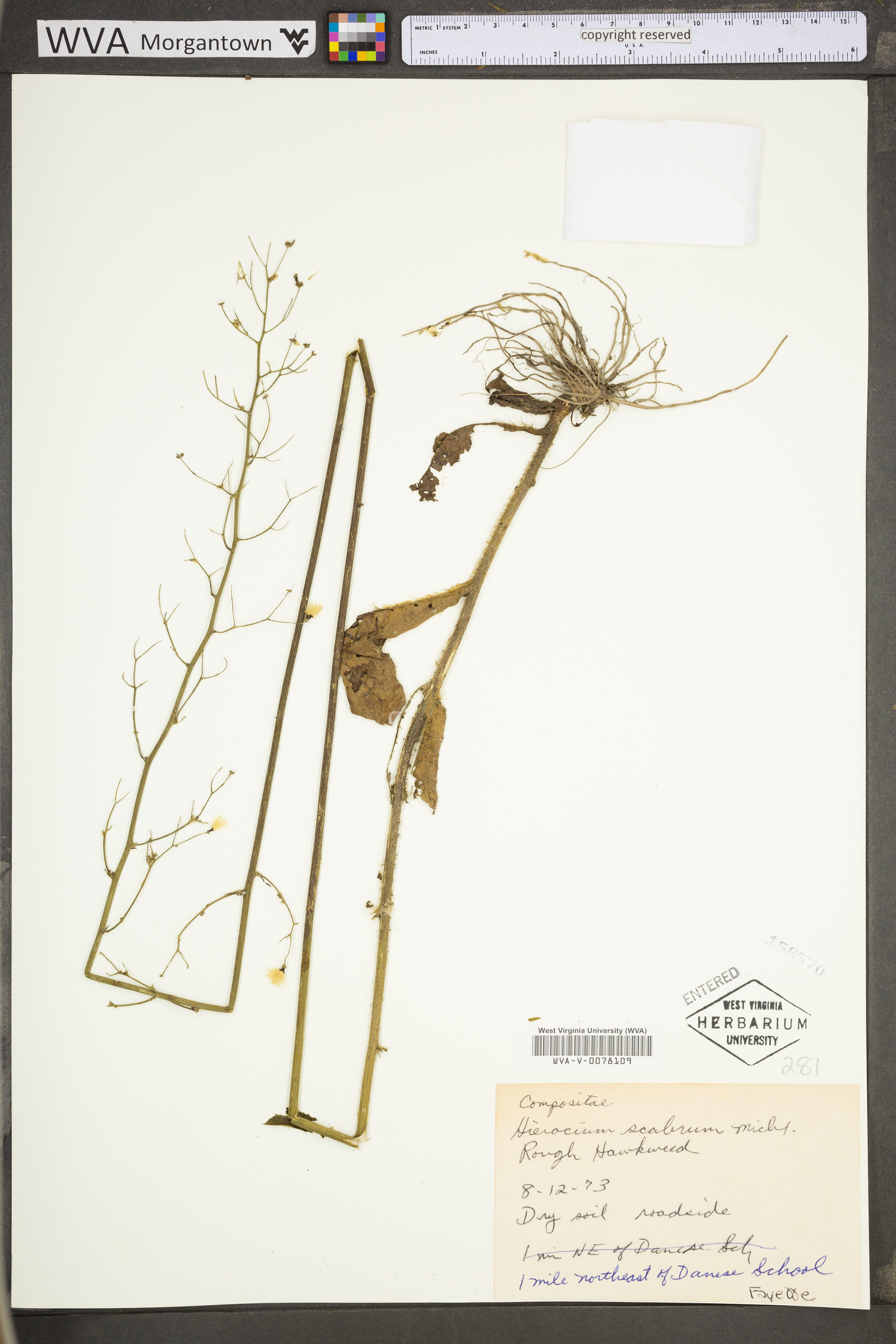 Hieracium scabrum var. scabrum image