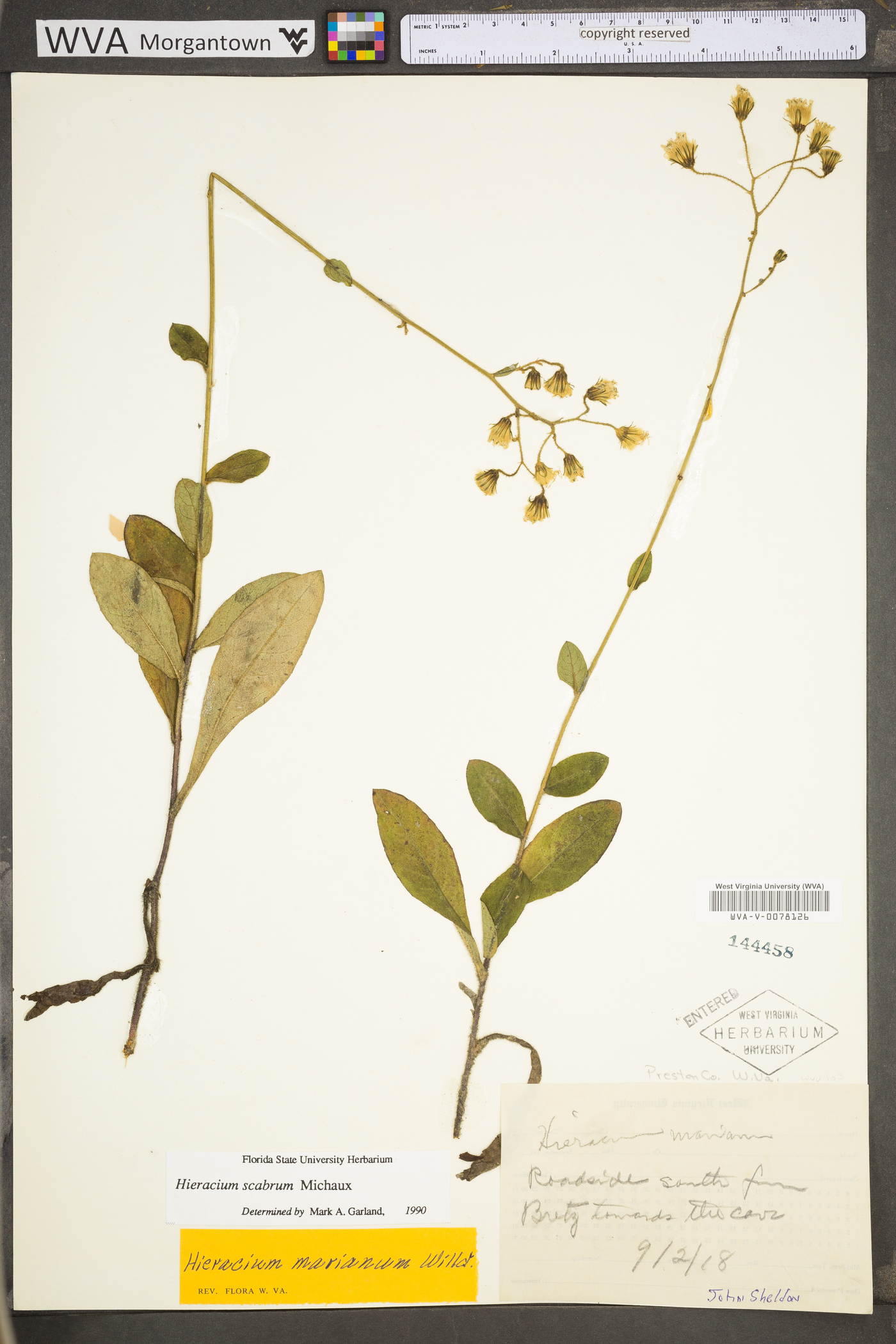 Hieracium scabrum var. scabrum image