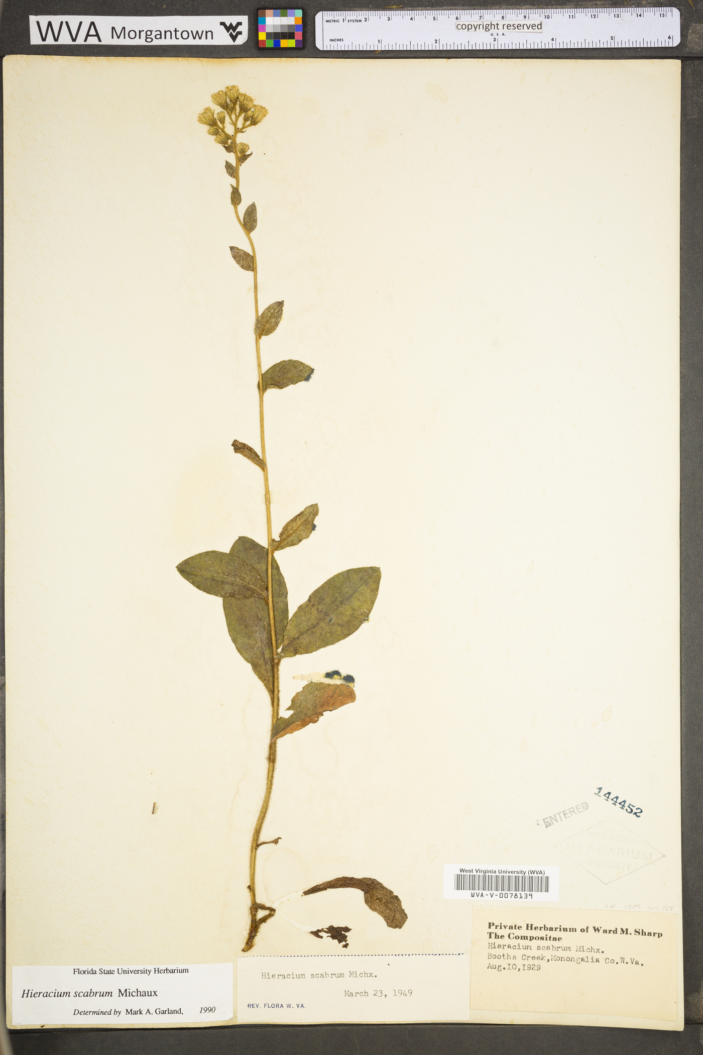 Hieracium scabrum var. scabrum image