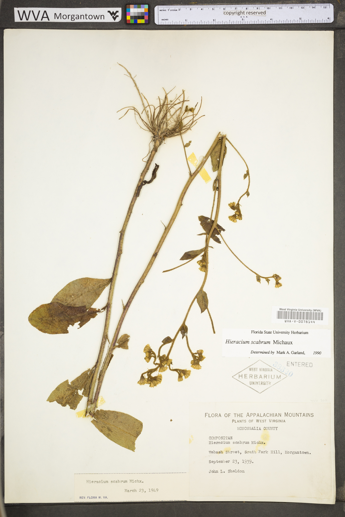 Hieracium scabrum var. scabrum image
