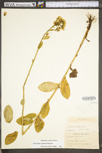 Hieracium scabrum var. scabrum image