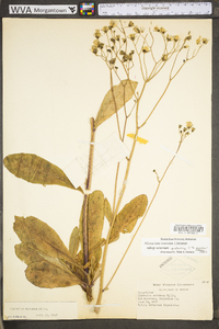 Hieracium scribneri image