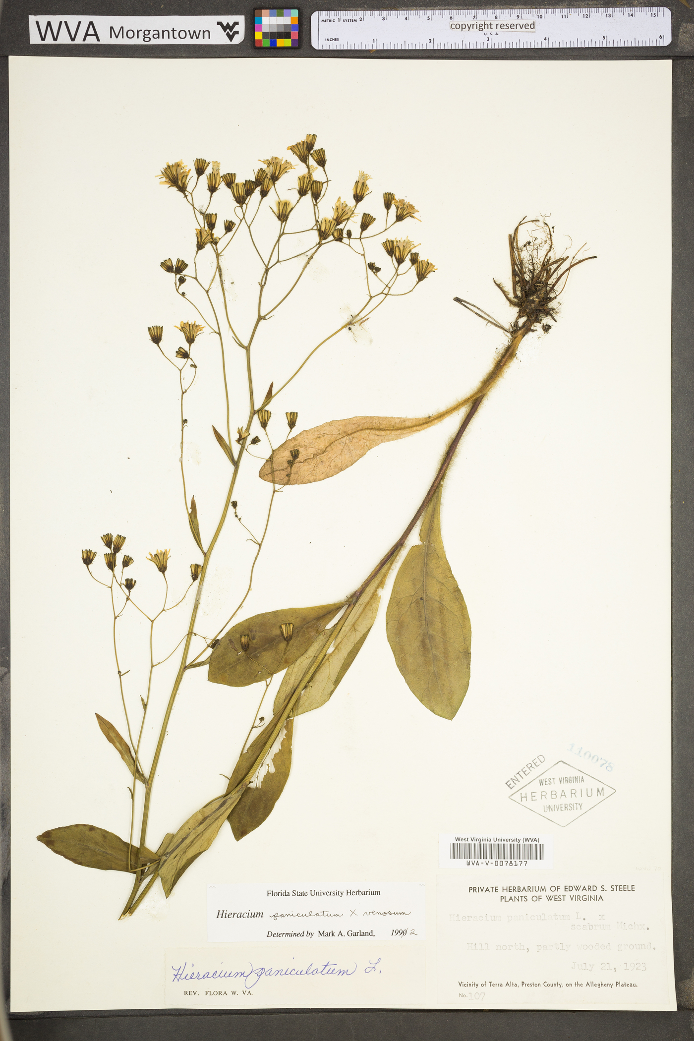 Hieracium scribneri image