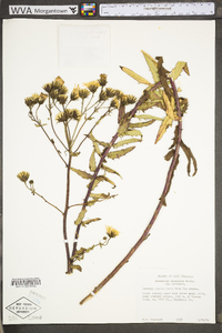 Hieracium umbellatum image