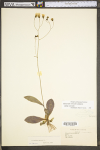 Hieracium venosum image