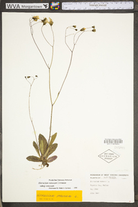 Hieracium venosum image