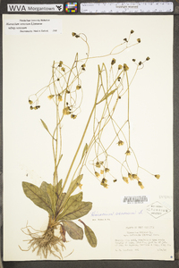 Hieracium venosum image