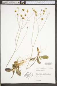 Hieracium venosum image